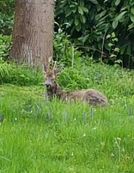 deer in my garden